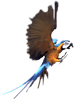 Vor